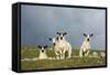 Domestic Sheep, four mule lambs, standing in upland pasture, Cumbria-Wayne Hutchinson-Framed Stretched Canvas