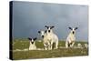 Domestic Sheep, four mule lambs, standing in upland pasture, Cumbria-Wayne Hutchinson-Stretched Canvas