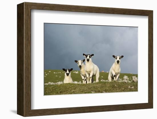 Domestic Sheep, four mule lambs, standing in upland pasture, Cumbria-Wayne Hutchinson-Framed Photographic Print