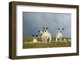 Domestic Sheep, four mule lambs, standing in upland pasture, Cumbria-Wayne Hutchinson-Framed Photographic Print