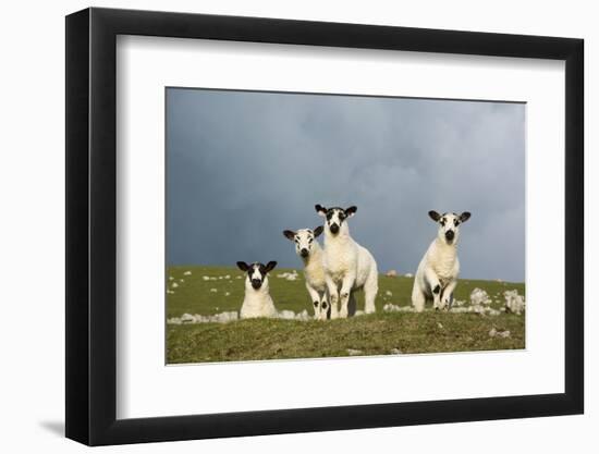 Domestic Sheep, four mule lambs, standing in upland pasture, Cumbria-Wayne Hutchinson-Framed Photographic Print