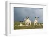 Domestic Sheep, four mule lambs, standing in upland pasture, Cumbria-Wayne Hutchinson-Framed Photographic Print