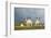 Domestic Sheep, four mule lambs, standing in upland pasture, Cumbria-Wayne Hutchinson-Framed Photographic Print