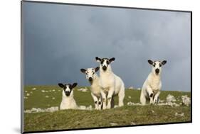 Domestic Sheep, four mule lambs, standing in upland pasture, Cumbria-Wayne Hutchinson-Mounted Photographic Print