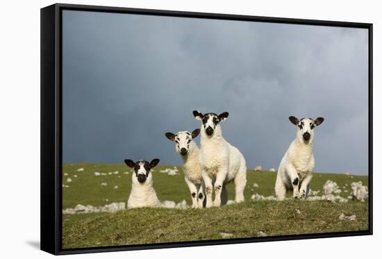 Domestic Sheep, four mule lambs, standing in upland pasture, Cumbria-Wayne Hutchinson-Framed Stretched Canvas