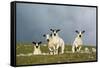 Domestic Sheep, four mule lambs, standing in upland pasture, Cumbria-Wayne Hutchinson-Framed Stretched Canvas