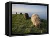 Domestic Sheep, Heligoland, Germany-Thorsten Milse-Framed Stretched Canvas