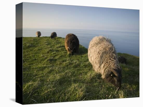 Domestic Sheep, Heligoland, Germany-Thorsten Milse-Stretched Canvas