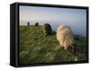 Domestic Sheep, Heligoland, Germany-Thorsten Milse-Framed Stretched Canvas