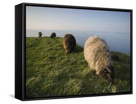 Domestic Sheep, Heligoland, Germany-Thorsten Milse-Framed Stretched Canvas