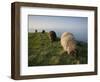 Domestic Sheep, Heligoland, Germany-Thorsten Milse-Framed Photographic Print