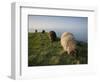 Domestic Sheep, Heligoland, Germany-Thorsten Milse-Framed Photographic Print