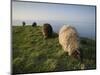 Domestic Sheep, Heligoland, Germany-Thorsten Milse-Mounted Photographic Print