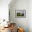 Domestic Sheep, Heligoland, Germany-Thorsten Milse-Framed Photographic Print displayed on a wall