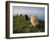 Domestic Sheep, Heligoland, Germany-Thorsten Milse-Framed Photographic Print