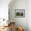 Domestic Sheep, Heligoland, Germany-Thorsten Milse-Framed Photographic Print displayed on a wall