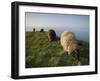 Domestic Sheep, Heligoland, Germany-Thorsten Milse-Framed Photographic Print