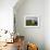 Domestic Sheep, Heligoland, Germany-Thorsten Milse-Framed Photographic Print displayed on a wall