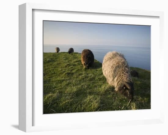 Domestic Sheep, Heligoland, Germany-Thorsten Milse-Framed Photographic Print