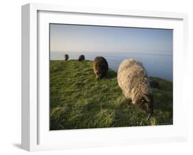 Domestic Sheep, Heligoland, Germany-Thorsten Milse-Framed Photographic Print