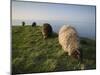 Domestic Sheep, Heligoland, Germany-Thorsten Milse-Mounted Photographic Print