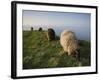 Domestic Sheep, Heligoland, Germany-Thorsten Milse-Framed Photographic Print