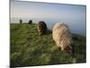 Domestic Sheep, Heligoland, Germany-Thorsten Milse-Mounted Photographic Print