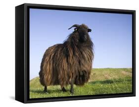 Domestic Sheep, Heligoland, Germany-Thorsten Milse-Framed Stretched Canvas
