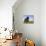 Domestic Sheep, Heligoland, Germany-Thorsten Milse-Stretched Canvas displayed on a wall