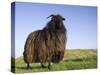 Domestic Sheep, Heligoland, Germany-Thorsten Milse-Stretched Canvas