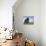 Domestic Sheep, Heligoland, Germany-Thorsten Milse-Photographic Print displayed on a wall