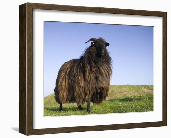Domestic Sheep, Heligoland, Germany-Thorsten Milse-Framed Photographic Print