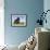 Domestic Sheep, Heligoland, Germany-Thorsten Milse-Framed Photographic Print displayed on a wall