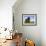 Domestic Sheep, Heligoland, Germany-Thorsten Milse-Framed Photographic Print displayed on a wall