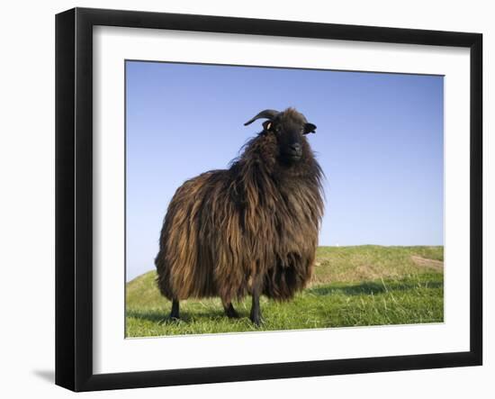 Domestic Sheep, Heligoland, Germany-Thorsten Milse-Framed Photographic Print