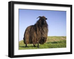 Domestic Sheep, Heligoland, Germany-Thorsten Milse-Framed Photographic Print