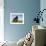 Domestic Sheep, Heligoland, Germany-Thorsten Milse-Framed Photographic Print displayed on a wall