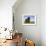 Domestic Sheep, Heligoland, Germany-Thorsten Milse-Framed Photographic Print displayed on a wall