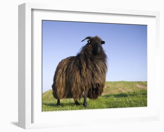 Domestic Sheep, Heligoland, Germany-Thorsten Milse-Framed Photographic Print