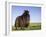 Domestic Sheep, Heligoland, Germany-Thorsten Milse-Framed Photographic Print