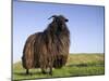 Domestic Sheep, Heligoland, Germany-Thorsten Milse-Mounted Photographic Print