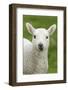 Domestic Sheep, lamb, close-up of head, with tongue out-Bill Coster-Framed Photographic Print