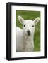 Domestic Sheep, lamb, close-up of head, with tongue out-Bill Coster-Framed Photographic Print