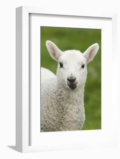 Domestic Sheep, lamb, close-up of head, with tongue out-Bill Coster-Framed Photographic Print