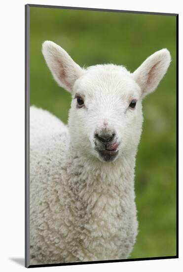 Domestic Sheep, lamb, close-up of head, with tongue out-Bill Coster-Mounted Photographic Print
