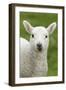 Domestic Sheep, lamb, close-up of head, with tongue out-Bill Coster-Framed Photographic Print