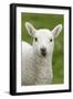 Domestic Sheep, lamb, close-up of head, with tongue out-Bill Coster-Framed Photographic Print