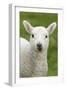 Domestic Sheep, lamb, close-up of head, with tongue out-Bill Coster-Framed Photographic Print