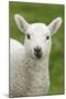 Domestic Sheep, lamb, close-up of head, with tongue out-Bill Coster-Mounted Photographic Print