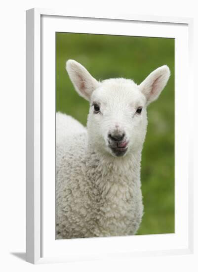 Domestic Sheep, lamb, close-up of head, with tongue out-Bill Coster-Framed Photographic Print